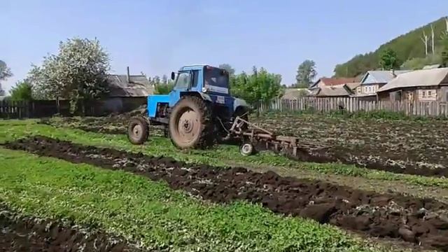 Мтз 80 пашет огород с самодельным плугом из предплужников смотреть онлайн