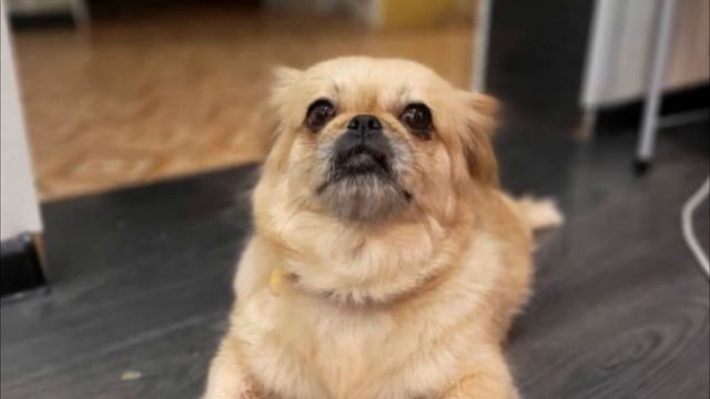 Люди были шокированы, когда узнали из-за чего хозяин не пускает собачку в дом! смотреть онлайн