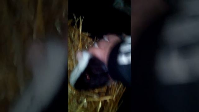 Мой Жорик-Обжорик смотреть онлайн