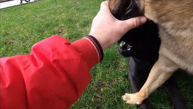 СОБАКИ НА НОВЫЙ ГОД НАКОРМЛЕНЫ. ЯЛТА 31.12. 2022 смотреть онлайн