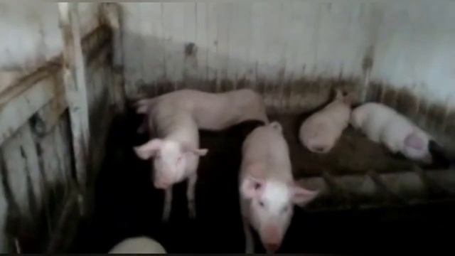 Кормление свиней. смотреть онлайн