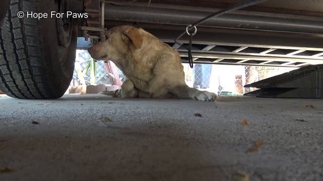 Yellow Labrador dumped after being used for breeding puppies. Look how happy she is now! #story смотреть онлайн