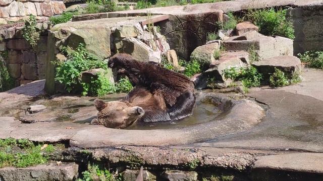 Bear Kaliningrad Zoo 1 ( Медведь принимает ванну ) смотреть онлайн