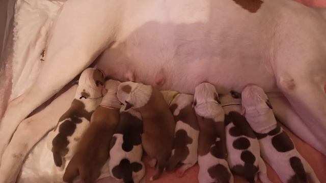 Щенки Американского бульдога. Нам 3 дня. Москва-Анапа. смотреть онлайн