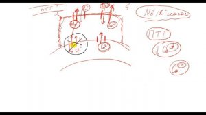 Физиология. Глава 6. Почки. Ранняя часть дистального канальца