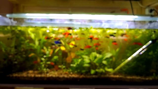 На разводню приехали разные гуппи смотреть онлайн