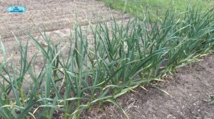 Весеннее мульчирование озимого чеснока. Почему так лучше?