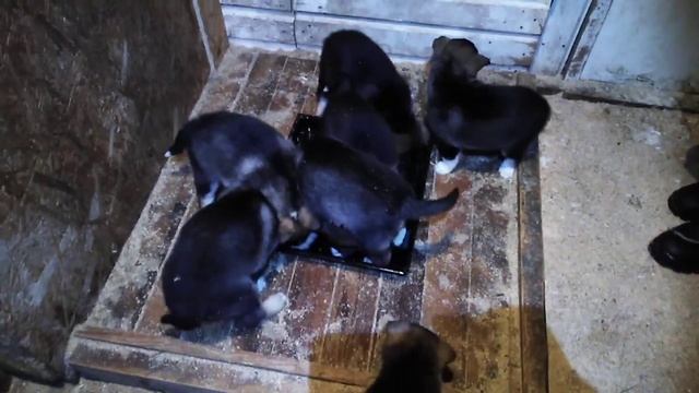 Щенки ВСЛ 2019. Подкорм мясом.