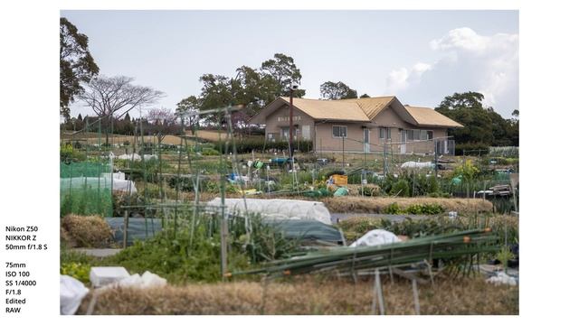 Nikon Z50, NIKKOR Z 50mm F/1.8 S | POV Photowalk | Spring Flowers | Kagoshima, Japan