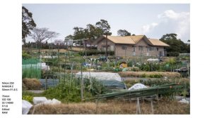 Nikon Z50, NIKKOR Z 50mm f/1.8 S | POV Photowalk | Spring flowers | Kagoshima, Japan