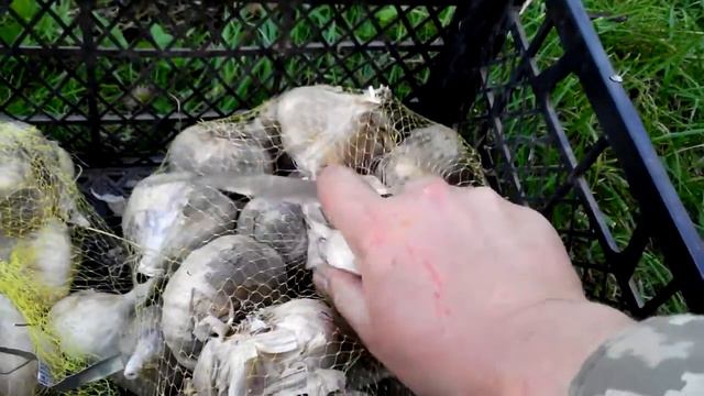 Розмножение не стрелкующихся сортов чеснока. смотреть онлайн
