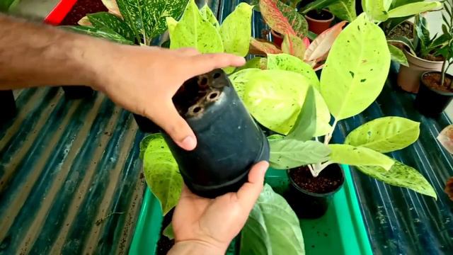 Our Aglaonema Potting Mix is too Active on Aglaonema and All Indoor Plants II With Proof II смотреть онлайн
