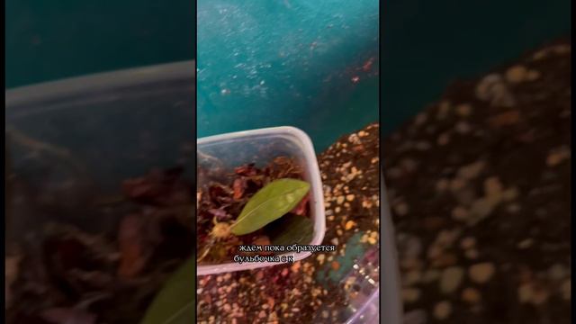 Замиокулькас Равен, как вырастить из листочка