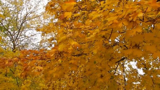 Осени жизни нашей цвет (кавер) смотреть онлайн