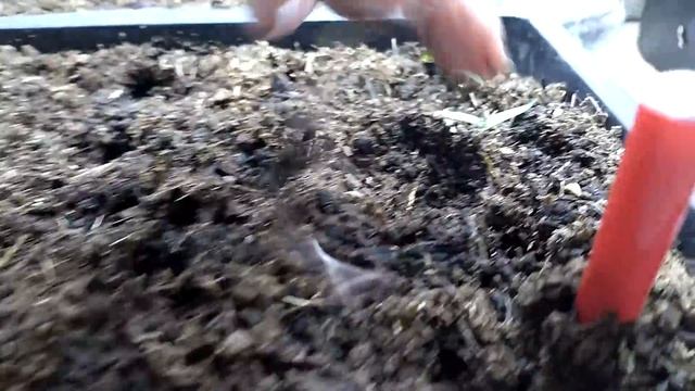 Добавьте в грунт 1 ТАБЛЕТКУ, и чёрной ножки не будет смотреть онлайн