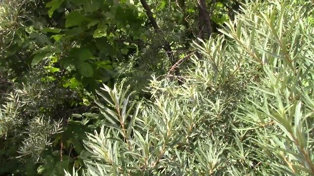 Если у вас есть камни в почках ,то надо пить траву Душицу вот так она цветёт. смотреть онлайн