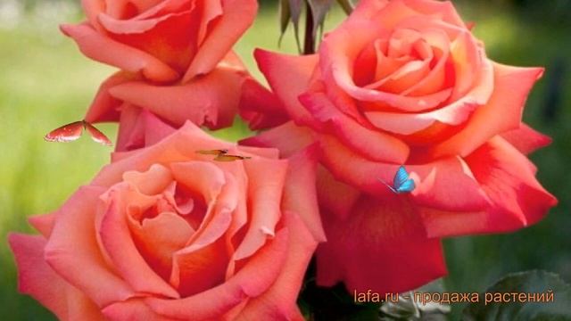 Роза чайно-гибридная Христофор Колумб (Rose Christophe Colomb) ? обзор: как сажать, саженцы розы смотреть онлайн