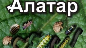 Алатар-двойной удар