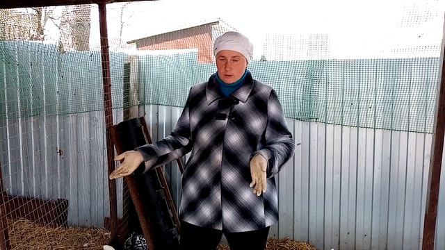 Как быстро объединить два стада кур. смотреть онлайн