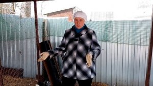 Как быстро  объединить два стада кур.