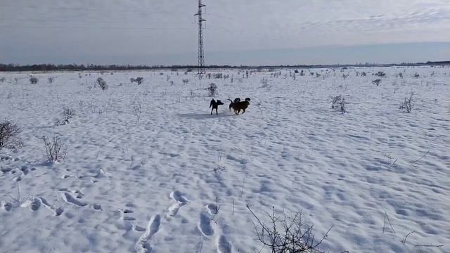 4ДЕКАБРЯ 2019 г. ПЕРВЫЙ СНЕГ МОИХ СОБАК смотреть онлайн