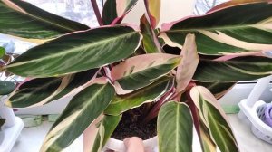 Строманта триколор на фитиле. Не повторяйте моих ошибок