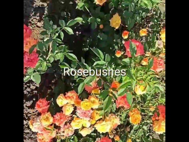 Бэби Маскарад @rose_bushes161 смотреть онлайн