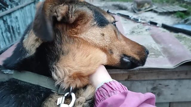 Самый простой и лучший рецепт шоколадного бисквита. Готовлю будку к зиме. Жизнь семьи в деревне.