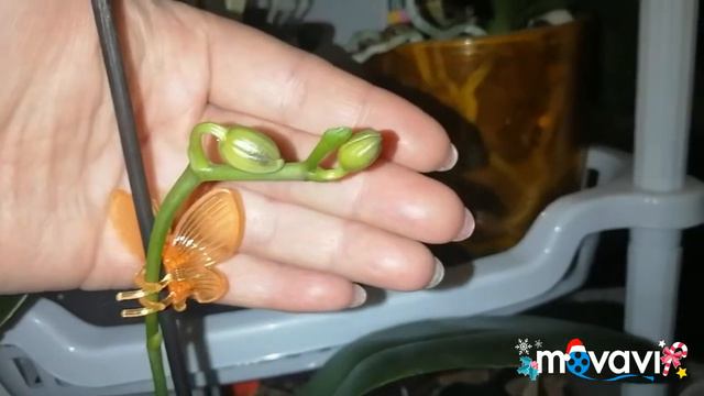 #И радость и печаль#Какое цветение меня ждёт?! 20.12.20 смотреть онлайн