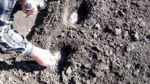 Посев кукурузы. Как посеять кукурузу на даче