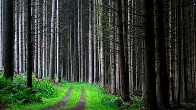 Ananda Giri "tvameva mata..." смотреть онлайн