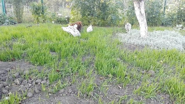 Сколько курица водит цыплят? смотреть онлайн