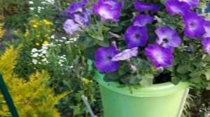 ЛУЧШИЕ СОРТА ПЕТУНИИ ИЗ СЕМЯН ОБЯЗАТЕЛЬНО ОСТАНУТСЯ В МОЁМ АССОРТИМЕНТЕ НА СЛЕДУЮЩИЙ СЕЗОН.