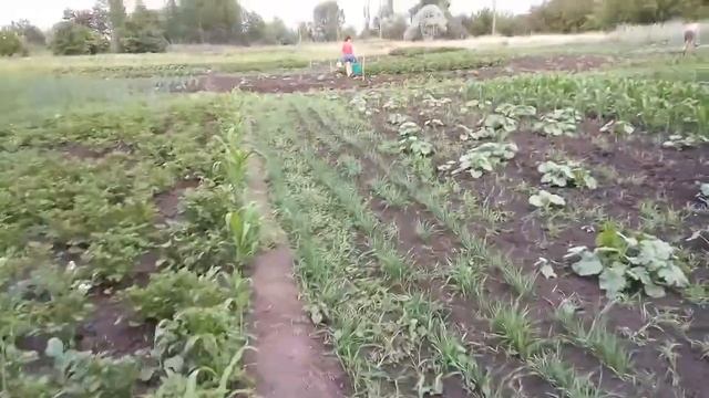 полив перед дождем смотреть онлайн