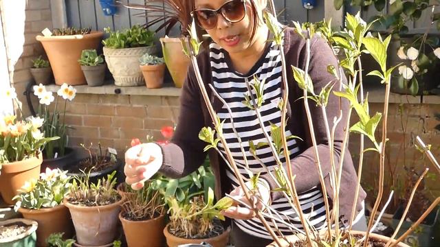 Propagating Hydrangea From Cutting