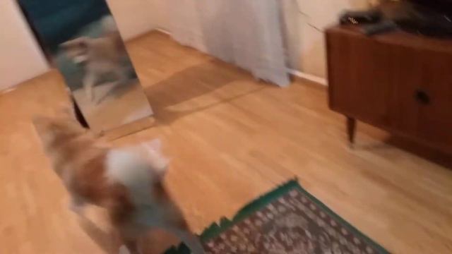 Акита видит себя в зеркале / щенок играется сам с собой смотреть онлайн