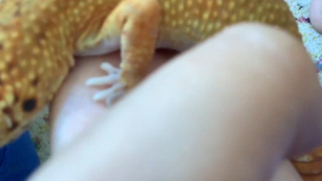 Вася убежал смотреть онлайн