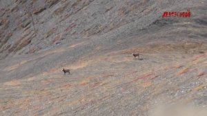 Горная охота Эдуарда Бендерского. Якутия. Снежный баран. 2017.