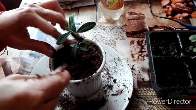 Пересадка декаративного деревца / стих. смотреть онлайн