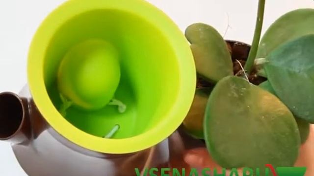 Самополивающийся горшок Белочка