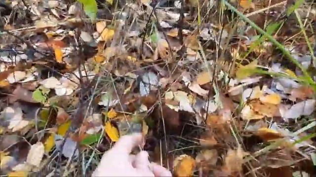 По тропам золотой осени. Часть первая.