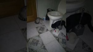 кошки в туалете срут