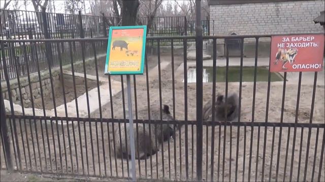 Николаевский зоопарк смотреть онлайн