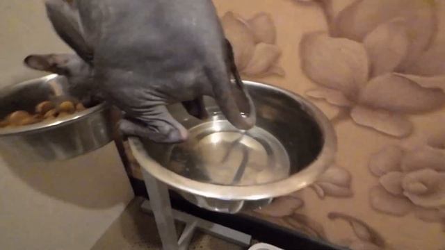 Сфинкс типичный бандит и захватчик чужого! Канадский сфинкс пожирает все что видит.