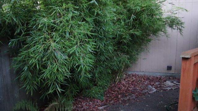 18 Evergreen Tall Narrow Plants For Fence Cover ? + Growth Rates For Beautiful Privacy Plants