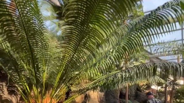 А КАК ЦВЕТЕТ АКАЦИЯ? смотреть онлайн