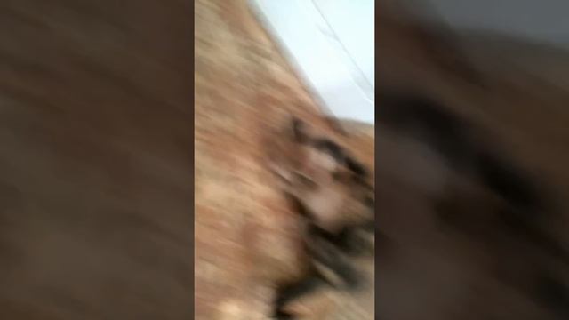 Котёнок рычит. смотреть онлайн