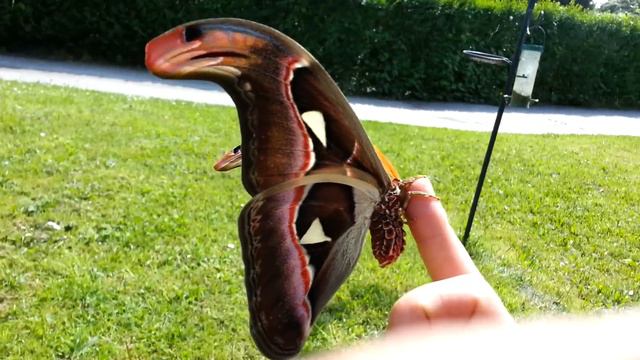 Attacus atlas Moth in the sun! смотреть онлайн