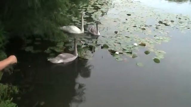Swans and ducks (Лебеди и утки) смотреть онлайн