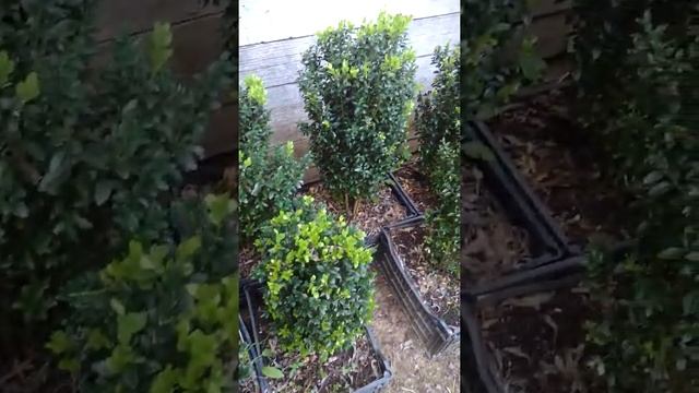Buxus sempervirens смотреть онлайн